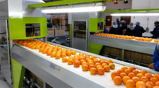 VRK - Sector hortofrutícola